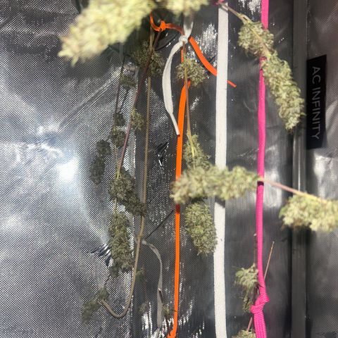 Foto de la cronología del growlog de Squidwina (Chick Magnet)