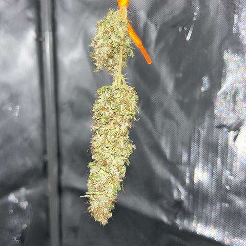 Foto del growlog de Squidwina (Chick Magnet): Drying is doing great !!!! So far she's hanging in there ! No pun intended. She still smells like grass but when disturbed then she releases her aroma. 
