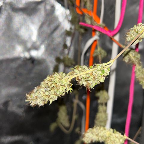 Foto del growlog de Squidwina (Chick Magnet): Drying is doing great !!!! So far she's hanging in there ! No pun intended. She still smells like grass but when disturbed then she releases her aroma. 