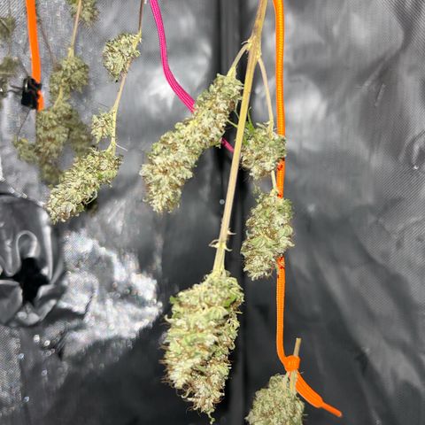Foto del growlog de Squidwina (Chick Magnet): Drying is doing great !!!! So far she's hanging in there ! No pun intended. She still smells like grass but when disturbed then she releases her aroma. 