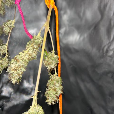 Foto del growlog de Squidwina (Chick Magnet): Drying is doing great !!!! So far she's hanging in there ! No pun intended. She still smells like grass but when disturbed then she releases her aroma. 