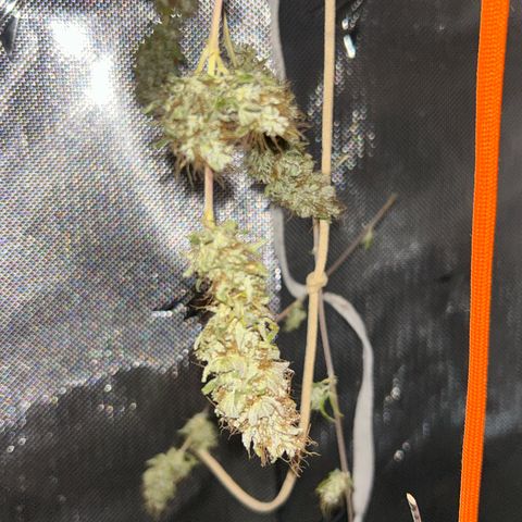 Foto del growlog de Squidwina (Chick Magnet): Drying is doing great !!!! So far she's hanging in there ! No pun intended. She still smells like grass but when disturbed then she releases her aroma. 