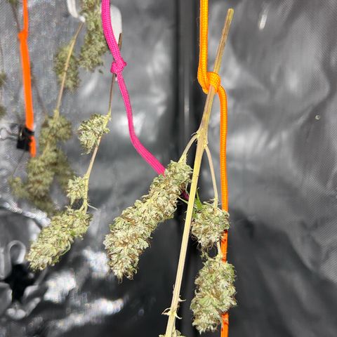 Foto del growlog de Squidwina (Chick Magnet): Drying is doing great !!!! So far she's hanging in there ! No pun intended. She still smells like grass but when disturbed then she releases her aroma. 