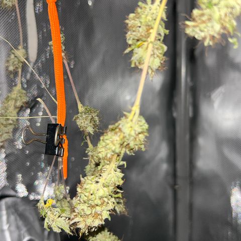 Foto del growlog de Squidwina (Chick Magnet): Drying is doing great !!!! So far she's hanging in there ! No pun intended. She still smells like grass but when disturbed then she releases her aroma. 