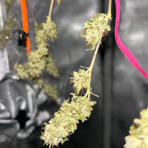 Foto del growlog de Squidwina (Chick Magnet): Drying is doing great !!!! So far she's hanging in there ! No pun intended. She still smells like grass but when disturbed then she releases her aroma. 