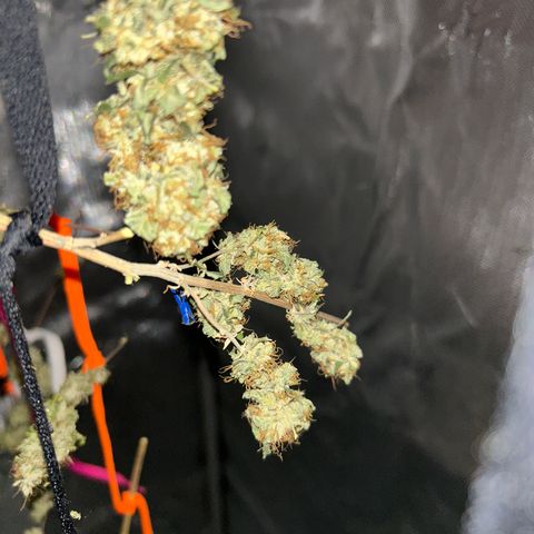 Bubby  growlog photo: Drying is going great so far im so happy for her. She's lost a lot of her water weight 