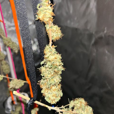 Bubby  growlog photo: Drying is going great so far im so happy for her. She's lost a lot of her water weight 