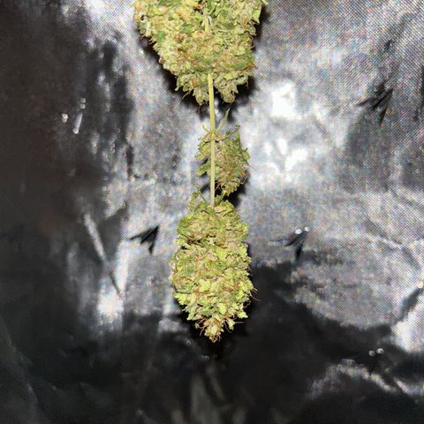 Panini (Sweet Mandarin Blossom) growlog photo: She's doing great !!!!!! 
