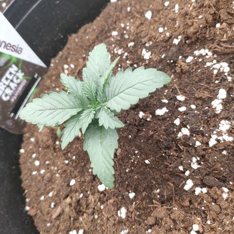 Green Crack F1 Hybrid  growlog timeline photo