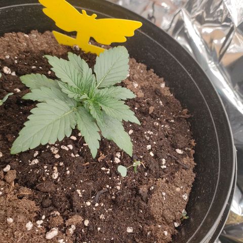 Pineapple Express F1 Hybrid growlog timeline photo