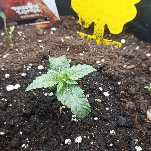 Pineapple Express F1 Hybrid growlog timeline photo