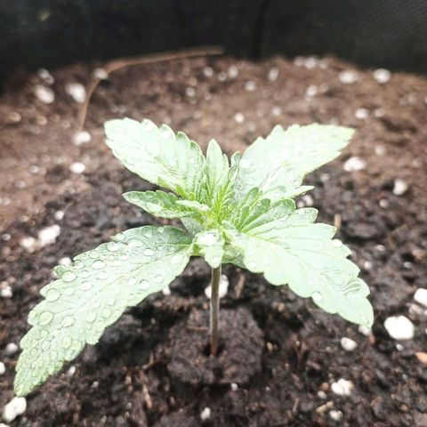 Pineapple Express F1 Hybrid growlog timeline photo