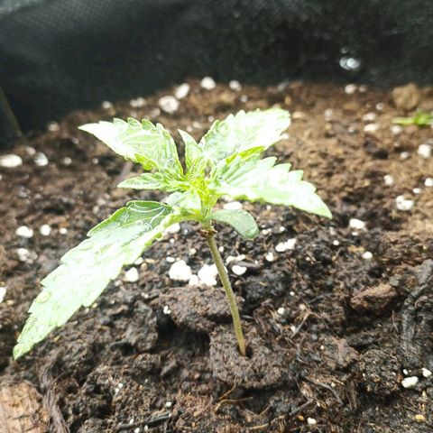 Milky Way growlog timeline photo