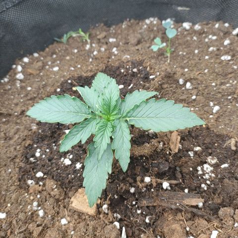 Milky Way growlog timeline photo