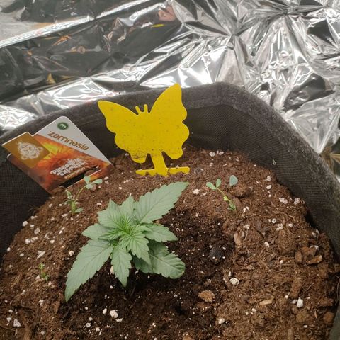 Pineapple Express F1 Hybrid growlog timeline photo
