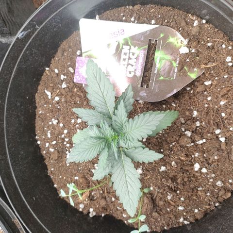 Green Crack F1 Hybrid  growlog timeline photo