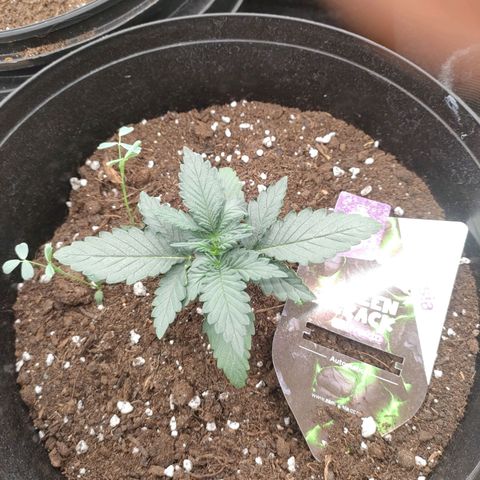 Green Crack F1 Hybrid  growlog timeline photo