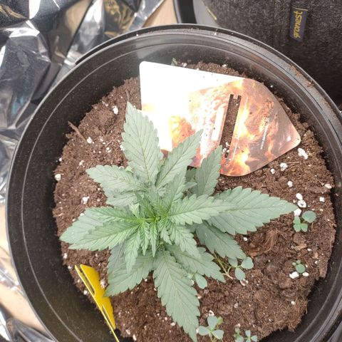 Pineapple Express F1 Hybrid growlog timeline photo