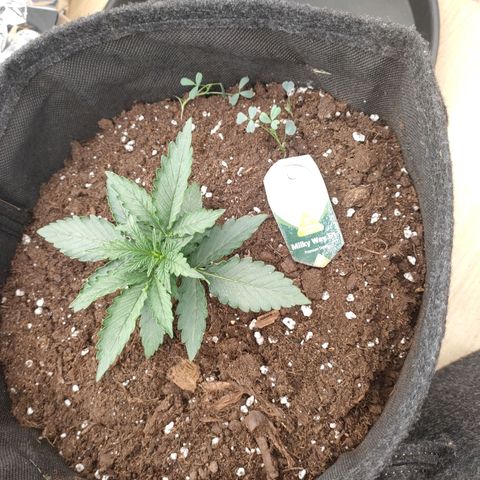Milky Way growlog timeline photo