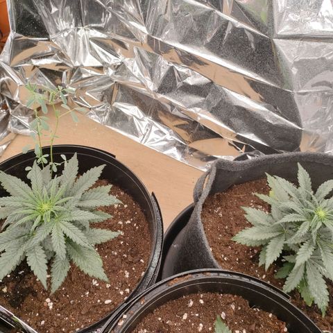 Green Crack F1 Hybrid  growlog timeline photo