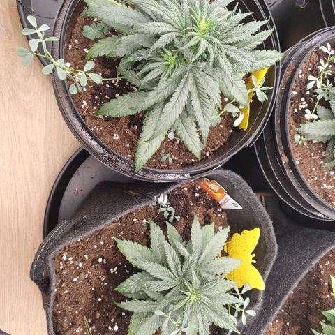Pineapple Express F1 Hybrid growlog timeline photo