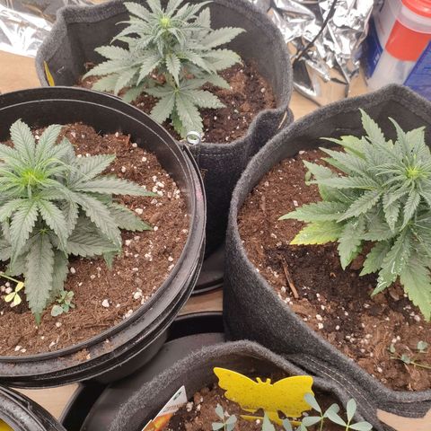 Milky Way growlog timeline photo