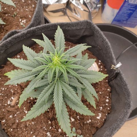 Milky Way growlog timeline photo