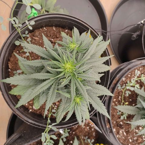 Pineapple Express F1 Hybrid growlog timeline photo