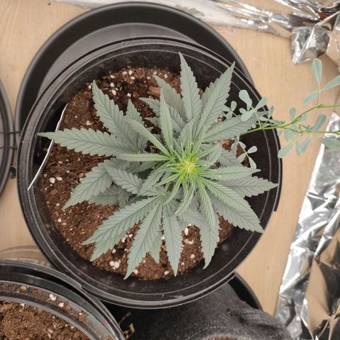 Green Crack F1 Hybrid  growlog timeline photo