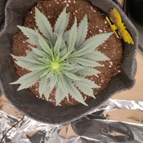 Green Crack F1 Hybrid  growlog timeline photo