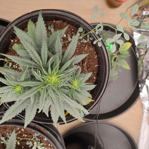 Pineapple Express F1 Hybrid growlog timeline photo
