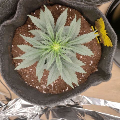 Green Crack F1 Hybrid  growlog timeline photo