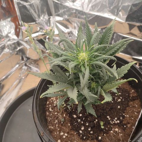 Green Crack F1 Hybrid  growlog timeline photo