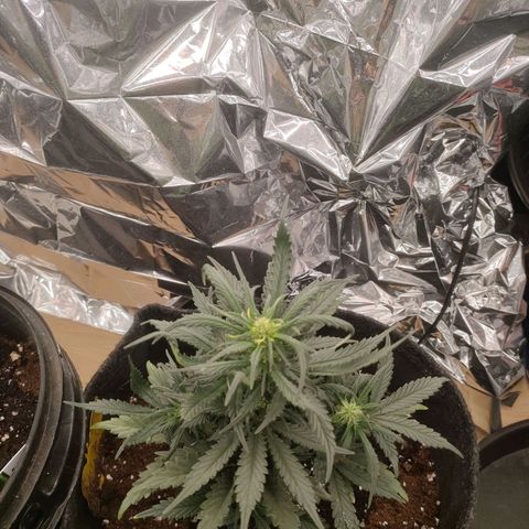 Green Crack F1 Hybrid  growlog timeline photo