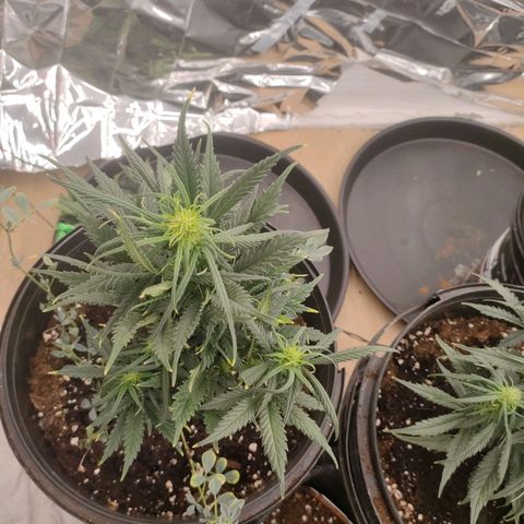Pineapple Express F1 Hybrid growlog timeline photo