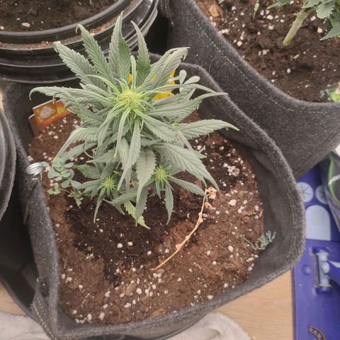 Pineapple Express F1 Hybrid growlog timeline photo
