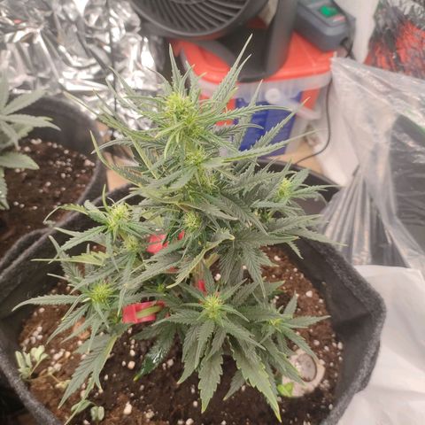 Milky Way growlog timeline photo