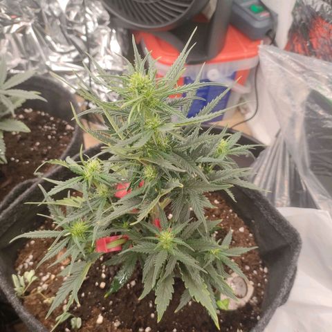 Milky Way growlog timeline photo