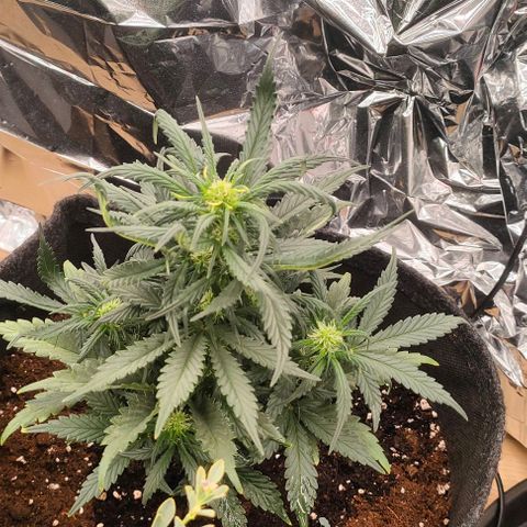 Green Crack F1 Hybrid  growlog timeline photo