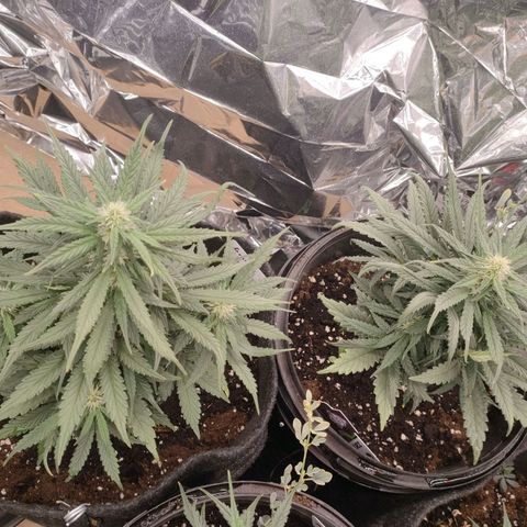 Green Crack F1 Hybrid  growlog timeline photo