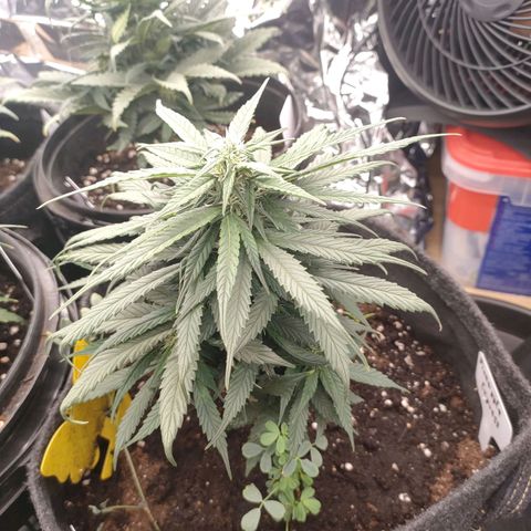 Pineapple Express F1 Hybrid growlog timeline photo
