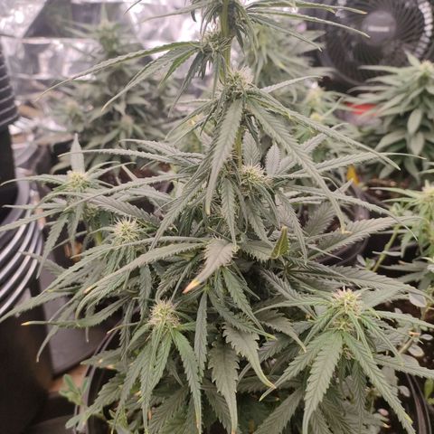 Pineapple Express F1 Hybrid growlog timeline photo