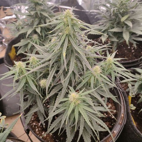 Milky Way growlog timeline photo