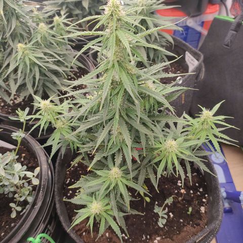 Milky Way growlog timeline photo