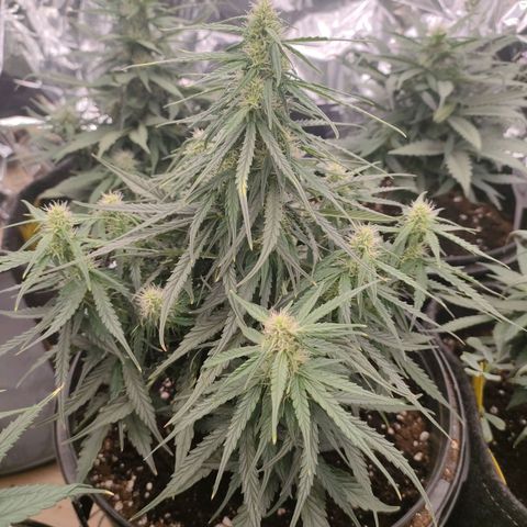 Milky Way growlog timeline photo