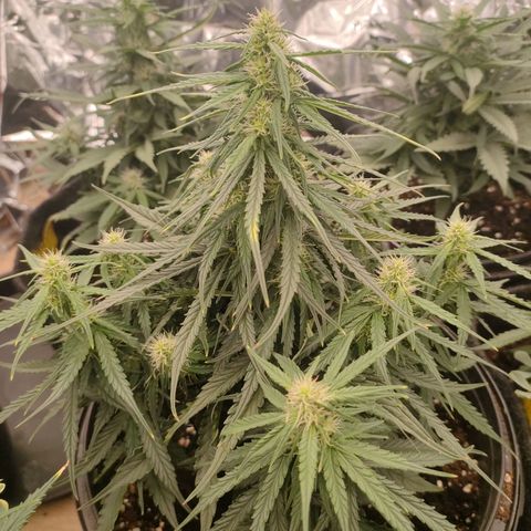 Milky Way growlog timeline photo