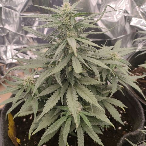 Green Crack F1 Hybrid  growlog timeline photo