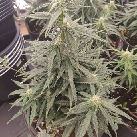 Pineapple Express F1 Hybrid growlog timeline photo