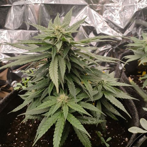 Pineapple Express F1 Hybrid growlog timeline photo