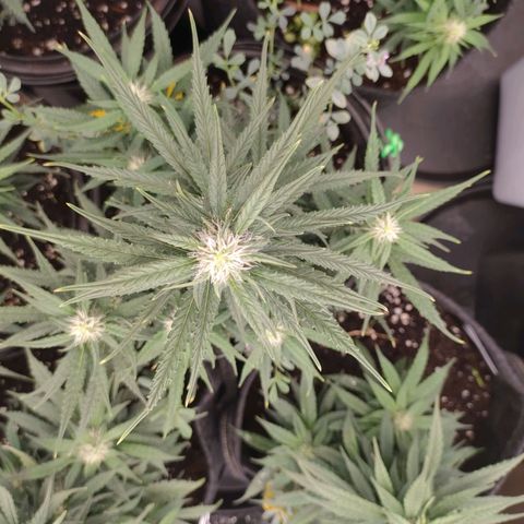 Pineapple Express F1 Hybrid growlog timeline photo